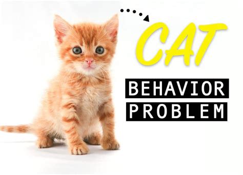 7 Cat Behavior Problems and how to tackle it effectively - Cats In Care