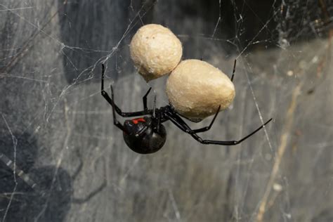 How Does Black Widow Venom Affect the Nervous System?