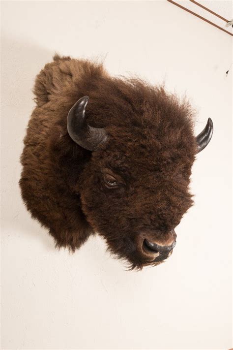 Buffalo Head Mount