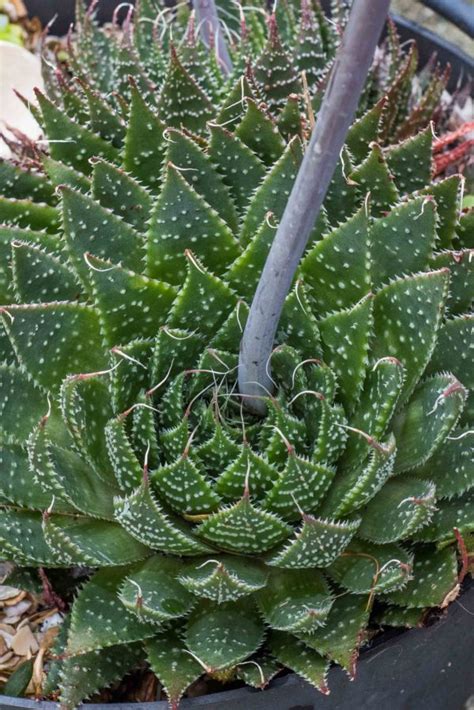 Aloe Aristata (Lace Aloe) Rooted Plant in 3″ Pot – Grown in the UK – Corseside Nursery ...