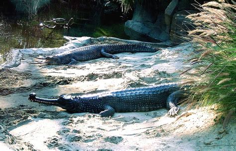 Gharial Attack