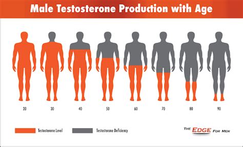 Testosterone, Estrogen And Muscle Gain