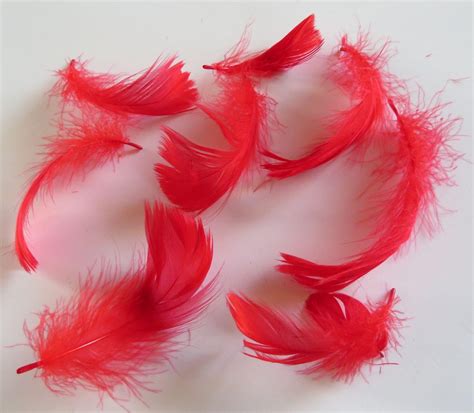 Red Loose Feathers - Feathergirl