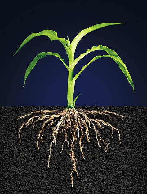 Ear to the ground: Crops' roots use sound to find water - Genetic ...