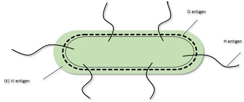 General Microbiology