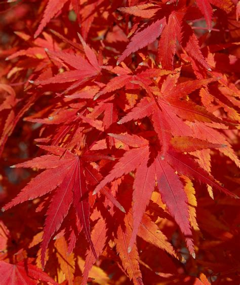 Japanese Maple Colors | The World's Best Gardening Blog