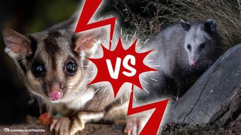 Possum vs. Opossum - Animals Around The Globe