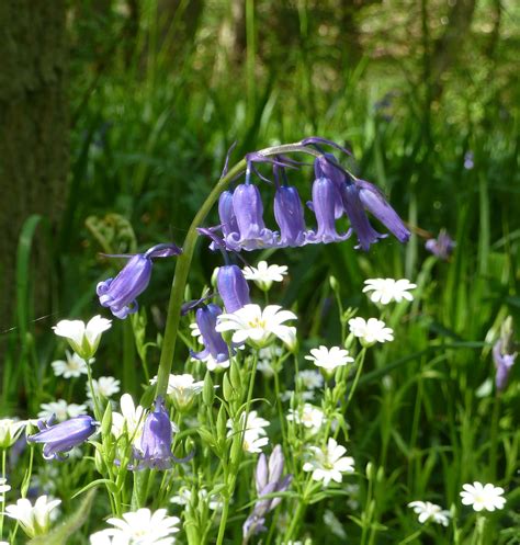 Scottish Bluebells | Bluebells, Scotland, Scottish