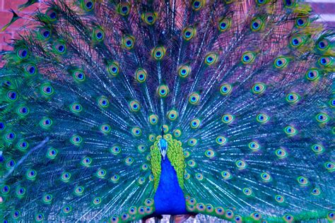 Peacock Wallpapers - Top Free Peacock Backgrounds - WallpaperAccess