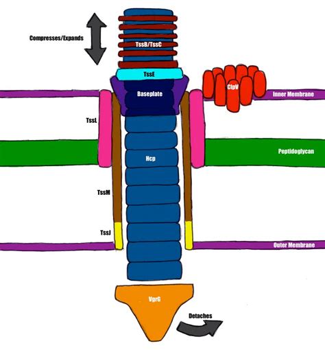 Type Six Secretion System (T6SS) - microbewiki