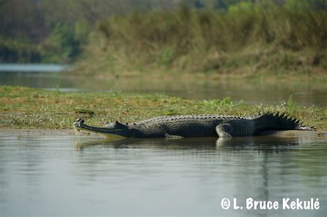 gharial crocodile | Wildlife Photography in Thailand and Southeast Asia