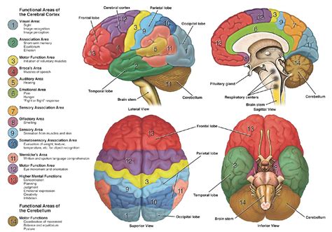 Different types of atlas of the human brain - Brainstorm