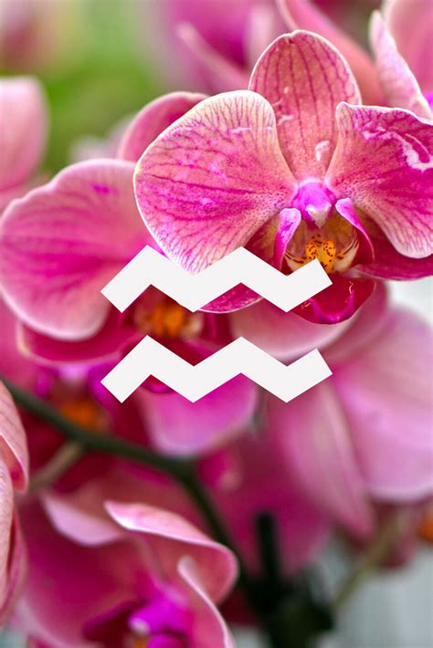 Aquarius Official Flower: Orchid | Floral industry, Orchids, Top florists