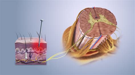 Nociceptive pain - Scientific Animations