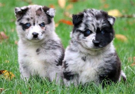 Pomsky Dog Breed Information, Images, Characteristics, Health