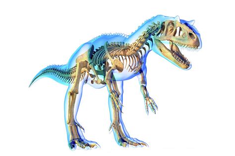 Allosaurus Skeleton Photograph by Roger Harris/science Photo Library - Pixels