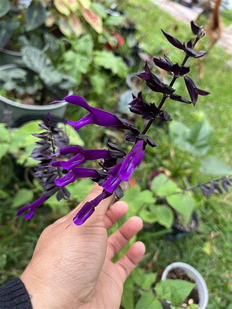 My purple sage 🖤 : r/PlantGoths