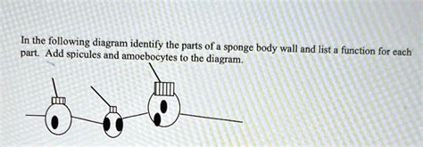 SOLVED: In the following diagram, identify the parts of a sponge body wall and list a function ...