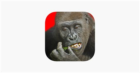 ‎Flying Gorilla on the App Store