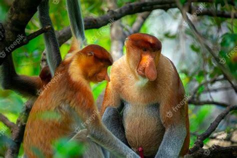 Premium Photo | Foraging, conservation animals, animals, proboscis monkey