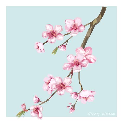 Hand drawn cherry blossom flower illustration - Download Free Vectors ...