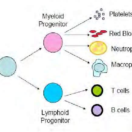 Differentiation of hematopoietic stem cells. In the bone marrow ...