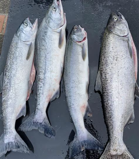 Puyallup River Fishing 2024 - Maura Sherrie