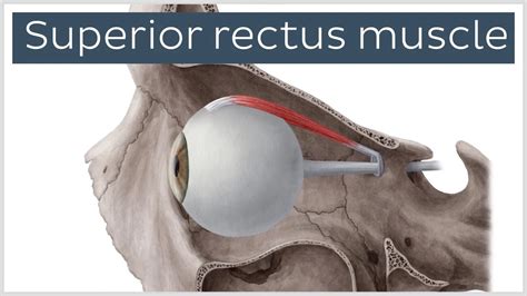 Superior rectus muscle Anatomy, Origin, Insertion, Function