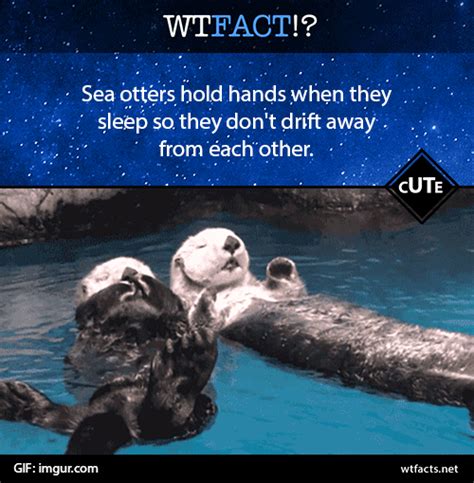 Sea Otter Holding Hands Gif