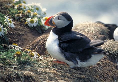 puffin in iceland Free Photo Download | FreeImages