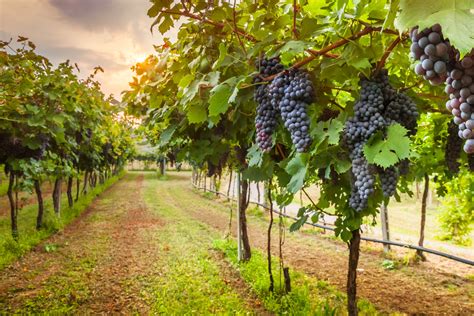 Tipos de Uvas - variedades - InfoEscola