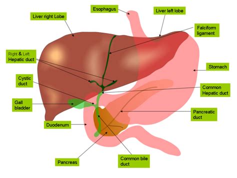 22.7B: Anatomy of the Liver - Medicine LibreTexts