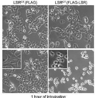 LSR is essential for intoxication of HAP1 cells with CDT. ( A ) PCR... | Download Scientific Diagram