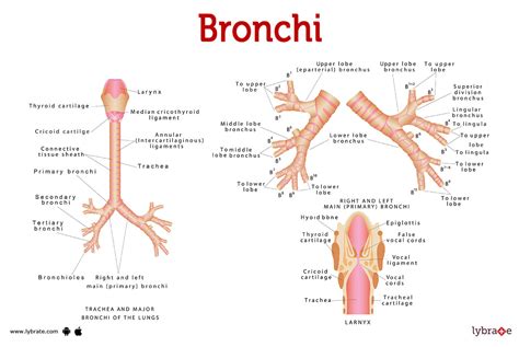 Bronchi (Human Anatomy): Image, Functions, Diseases and Treatments