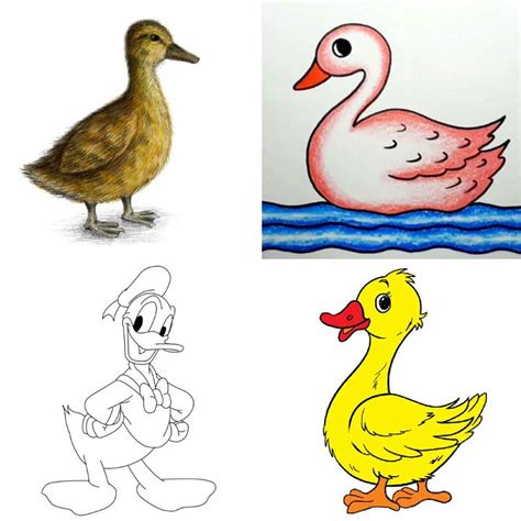 Wood Duck Drawing Outline