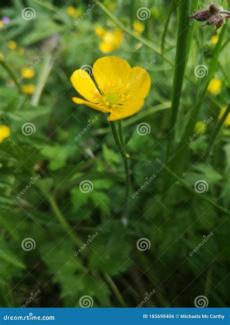 Irish flowers countryside stock photo. Image of pink - 185690406