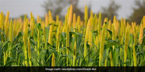 Study Puts Forth New Bajra Cultivation Map, Triggered By Changing Climate, Crop Yield | News