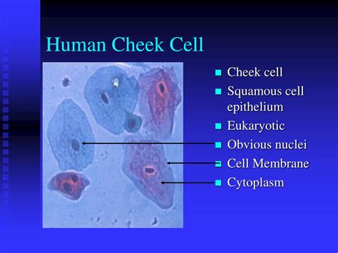 Cheek Cell Diagram