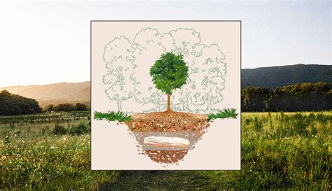 Tree Burial From Transcend Will Turn Deceased Into Forests | Well+Good