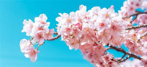 A guide to the different types of sakura in Japan - Go! Go! Nihon