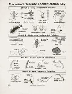 insect larvae identification guide | laminate field guide by Michael R. Clapp © 2010 | Insect ...