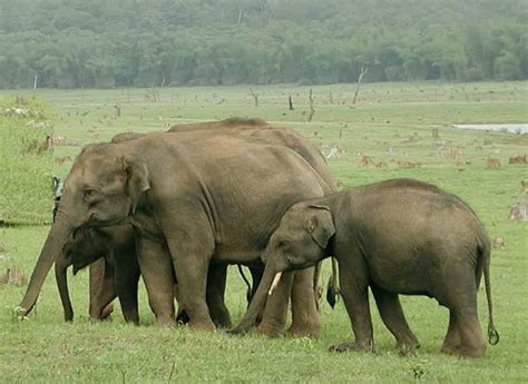 Mudumalai National Park and Wildlife Sanctuary - Tamil Nadu