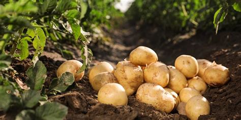 Challenges of Organic Potato Farming – Potato Business