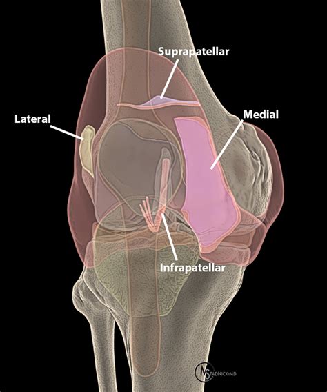 Synovial Plicae of the Knee - Radsource