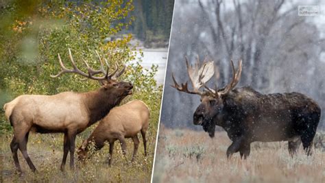 Elk Vs Moose- How To Tell, Differences, A Quick Guide