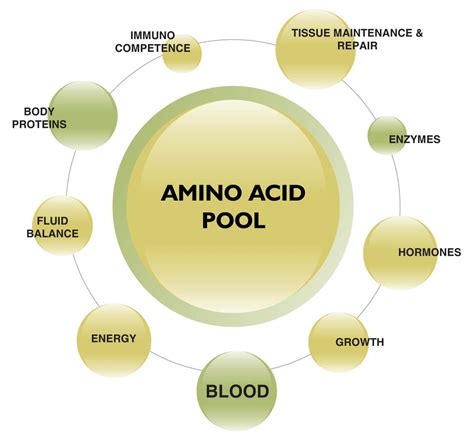 Amino acids | Welcome to TIL Healthcare