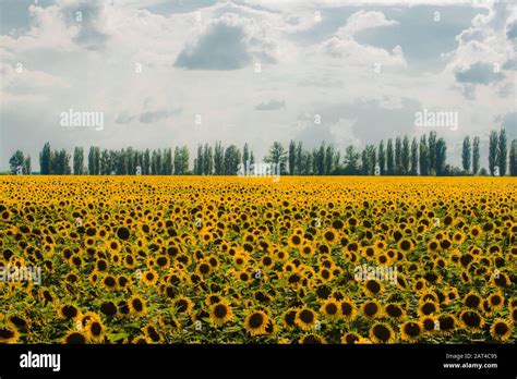 Sunflower field near Sumy, Ukraine Stock Photo - Alamy