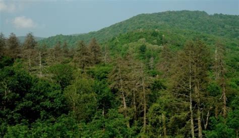 Hemlock Woolly Adelgid Forest Pest Workshop With Vermont State Forester ...