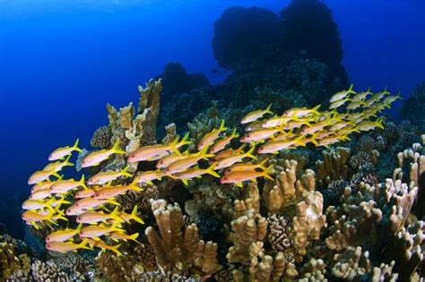 Why healthy coral reefs need fish urine - CSMonitor.com