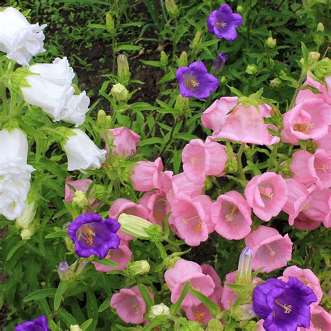 Campanula Flower Seeds - Cup and Saucer Mix - 250 Mg Packet ~500 Seeds ...